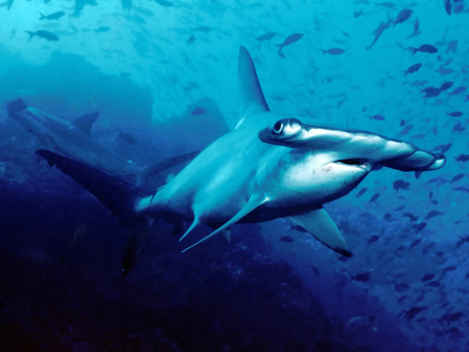 Scalloped hammerhead sharks schooling in blue water off Cocos Island