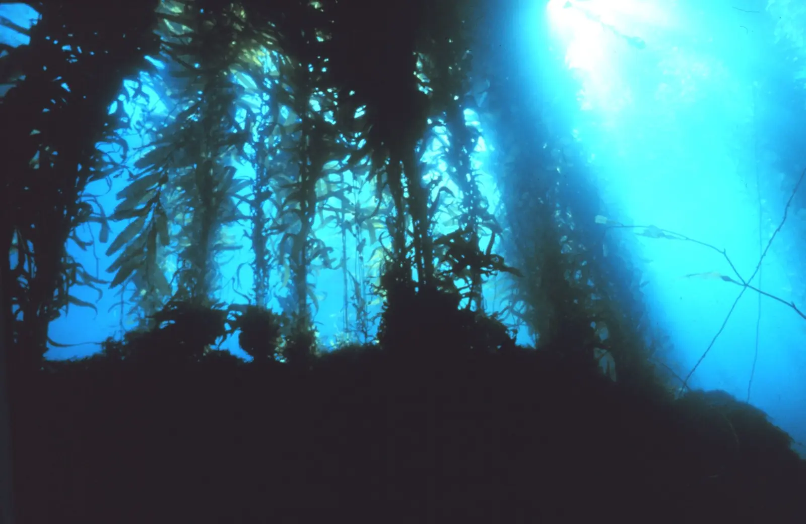 Looking up through a giant kelp forest toward the surface